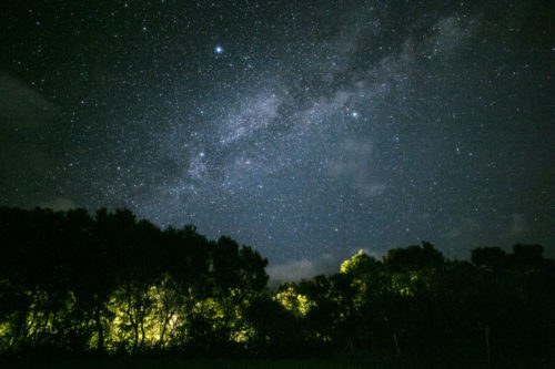 Milky Way rising above jungle tree silhouettes at night on Ishigaki Island, showing the exceptional darkness of the stargazing location