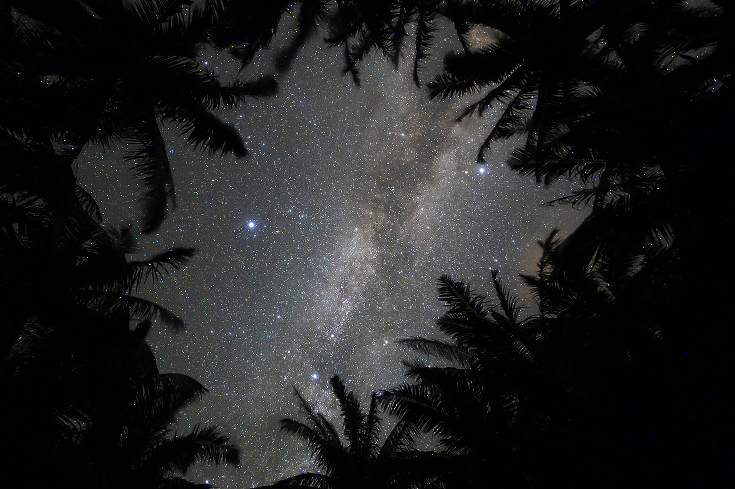 Milky Way viewed through tropical palm tree canopy at Nagareboshi no Oka, Ishigaki Island
